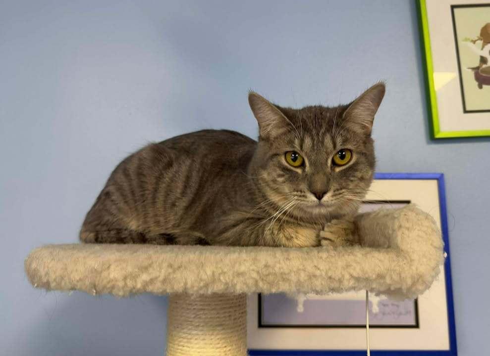 Enlarge Louie, a Adoptable mixed breed in Woodbridge, VA image 5/5