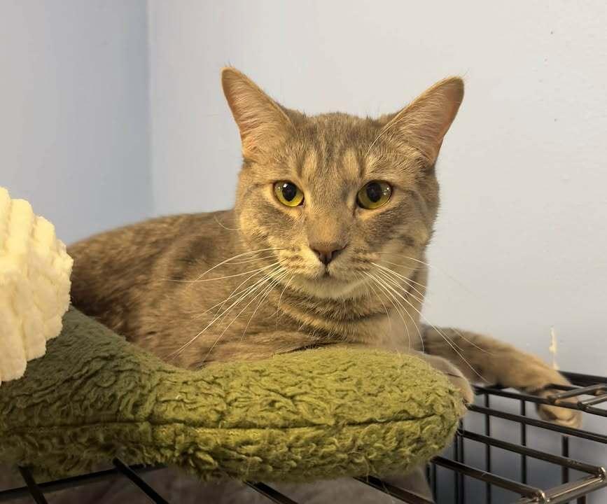 Enlarge Louie, a Adoptable mixed breed in Woodbridge, VA image 5/5