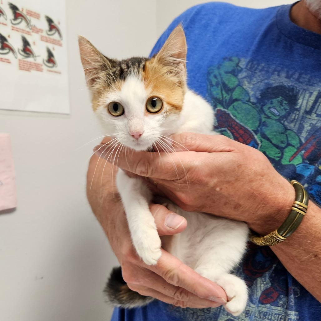 Enlarge Rachael, a Adoptable Domestic Short Hair in Oneonta, NY image 1/1