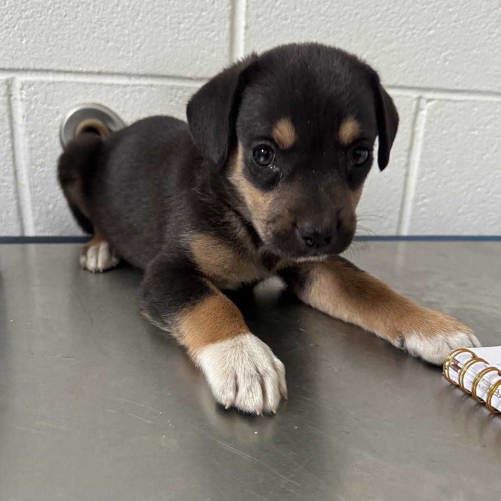 Pup 2, Adoptable, Young Male Mixed Breed.