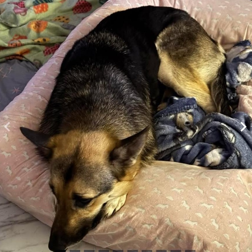 Enlarge Cassie, a ADOPTABLE German Shepherd Dog in Burlington, VT image 1/3