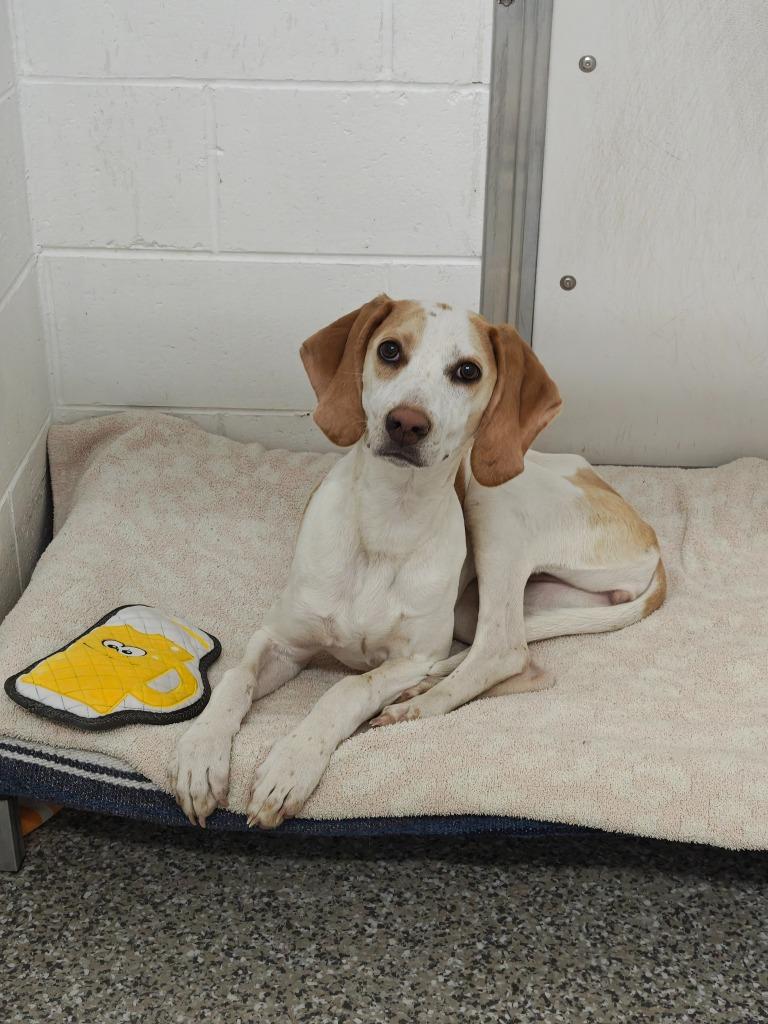 Enlarge Darling (foster to adopt), a Adoptable Hound in Oconto, WI image 2/2