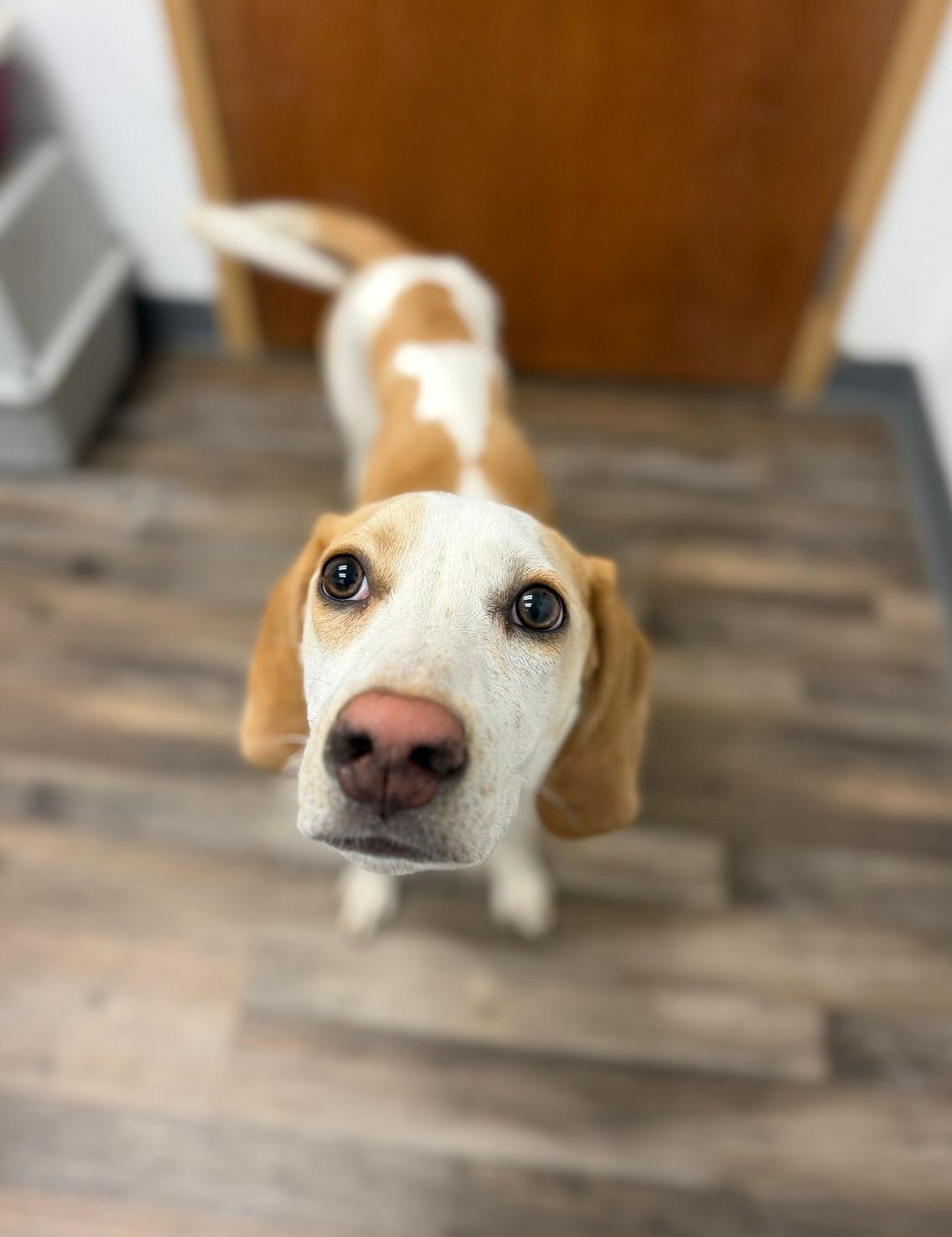 Darling (foster to adopt), Adoptable, Young Female Hound.