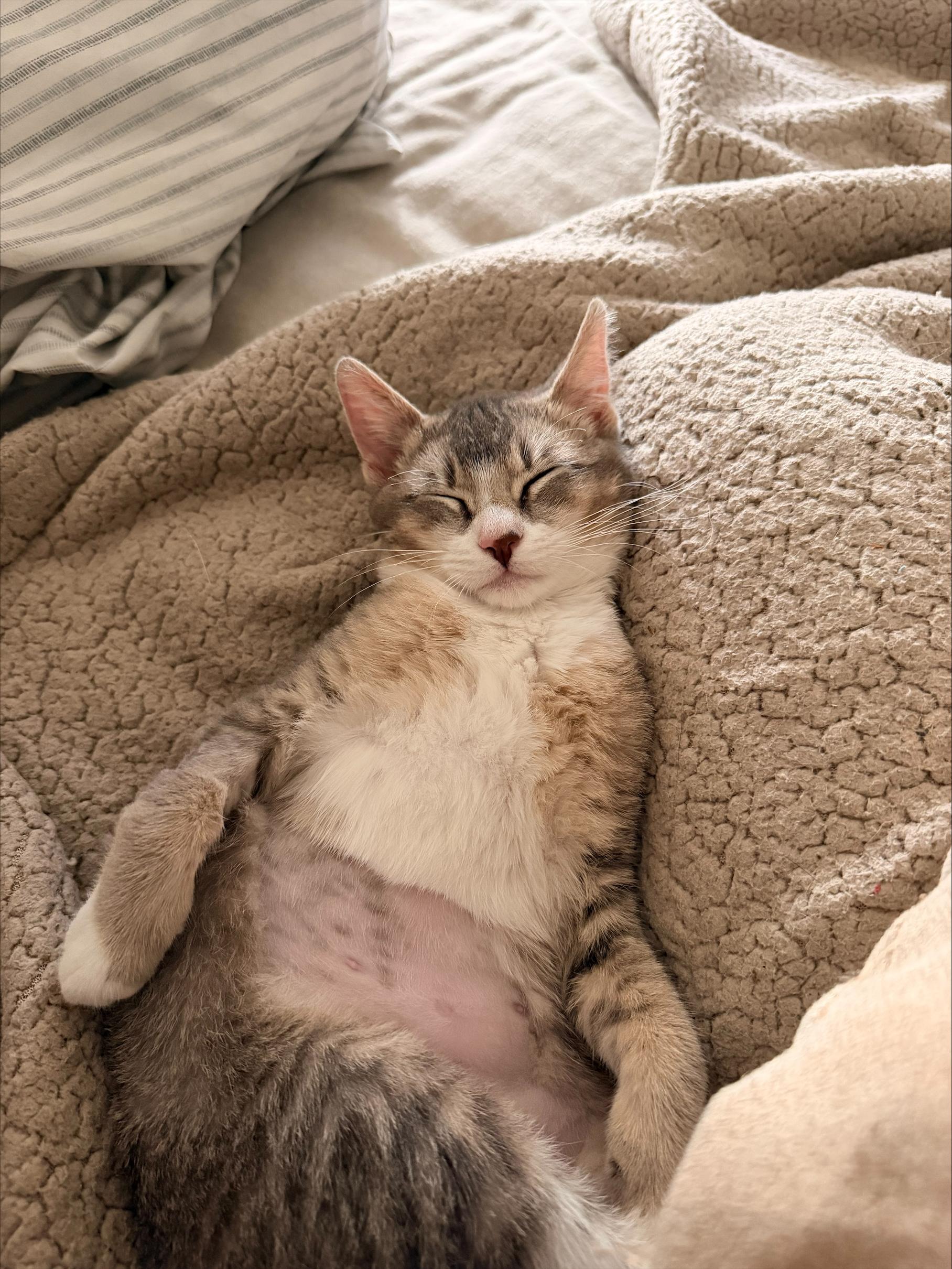 Enlarge Shishito, an adopted Domestic Short Hair in Davis, CA image 6/6