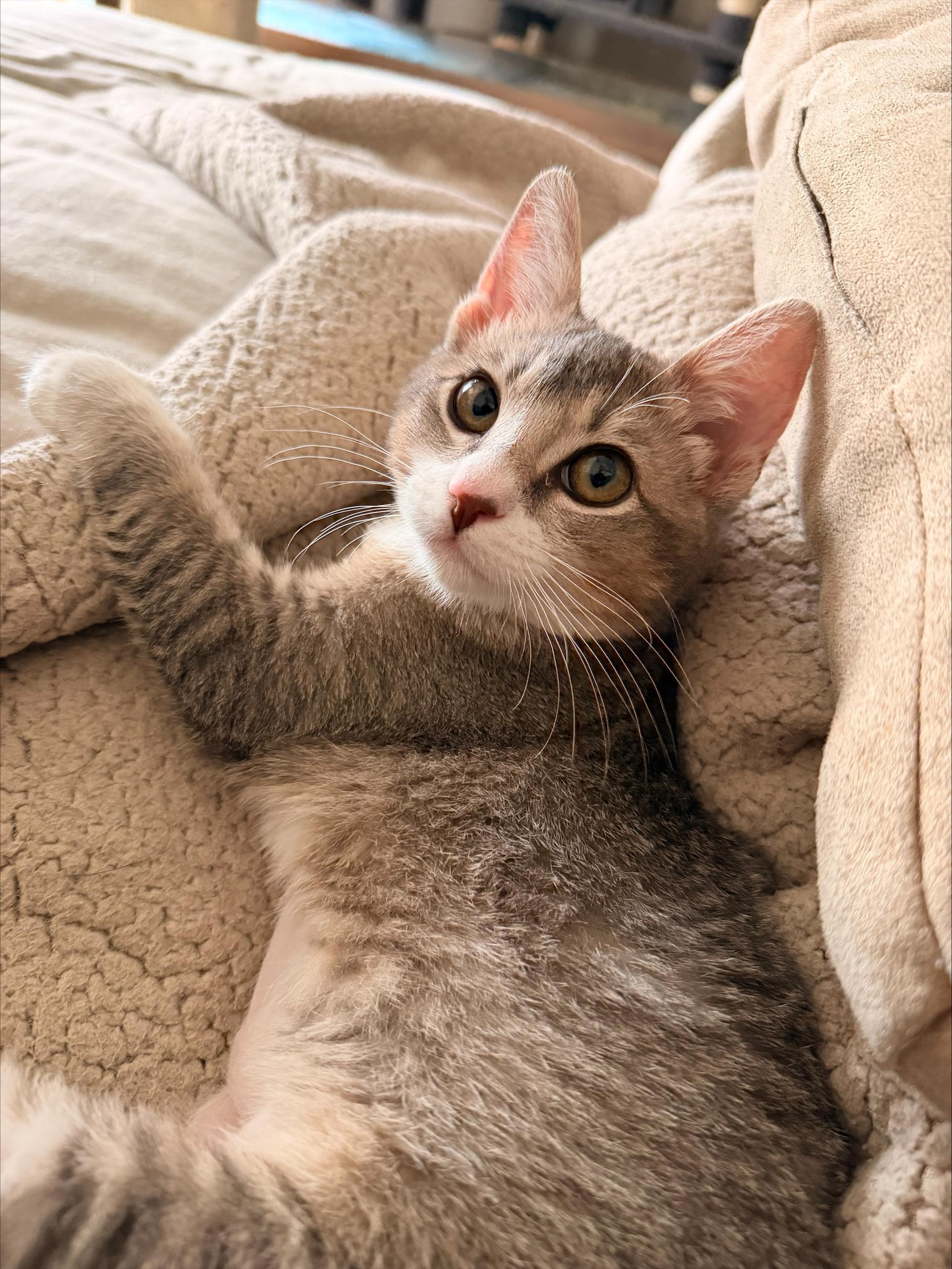 Enlarge Shishito, an adopted Domestic Short Hair in Davis, CA image 1/6