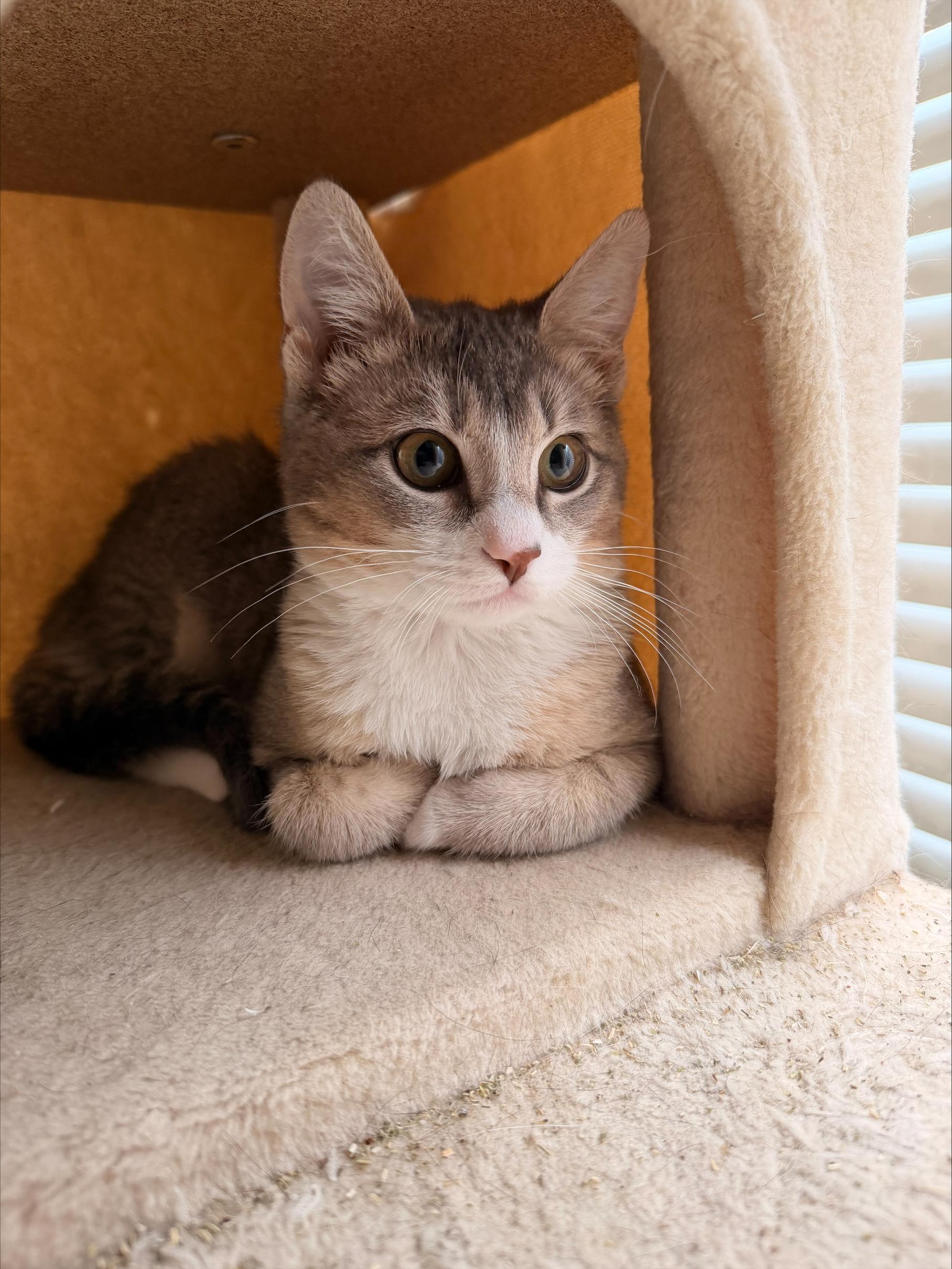 Enlarge Shishito, an adopted Domestic Short Hair in Davis, CA image 4/6