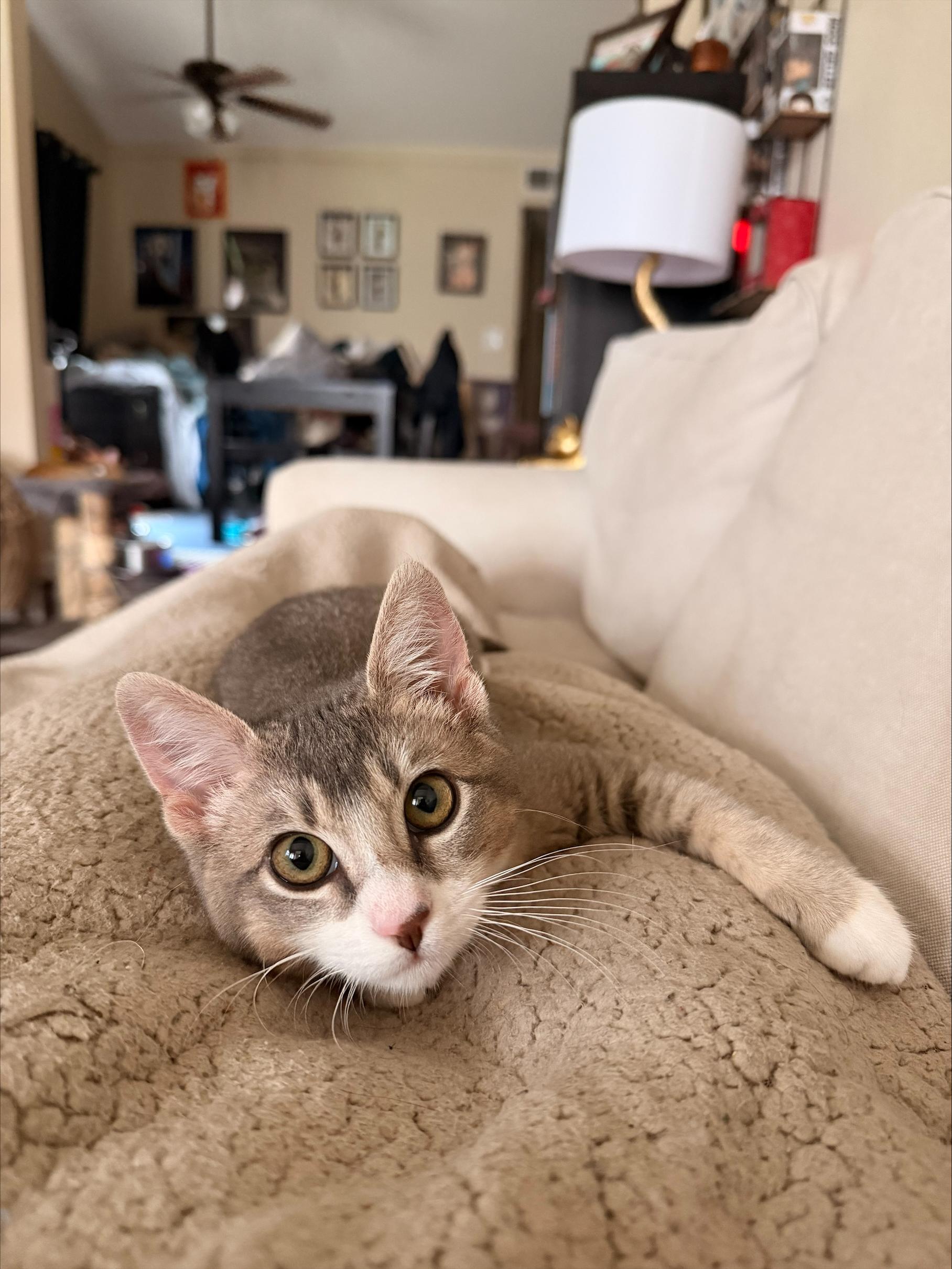 Enlarge Shishito, an adopted Domestic Short Hair in Davis, CA image 3/6