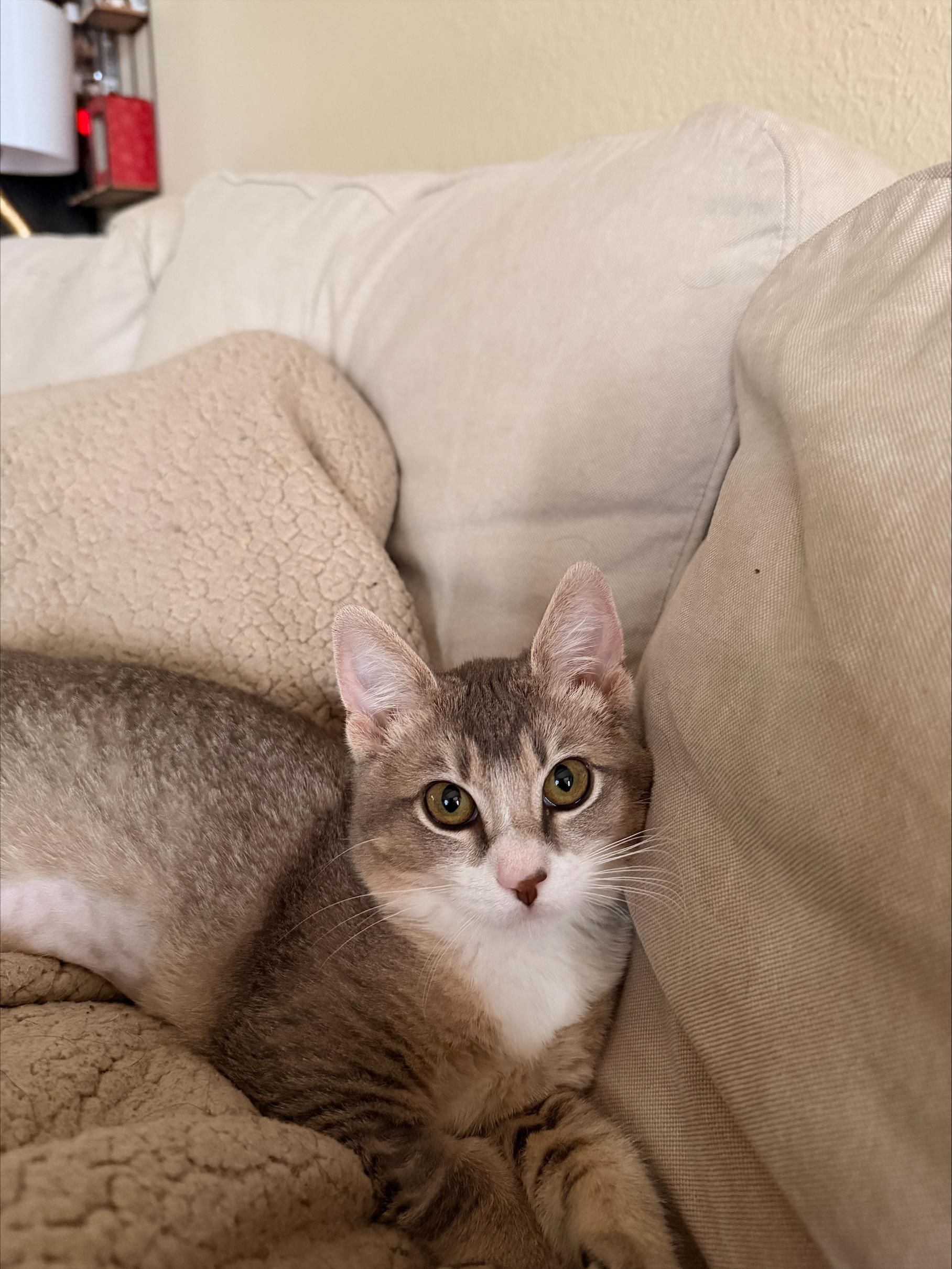 Enlarge Shishito, an adopted Domestic Short Hair in Davis, CA image 5/6