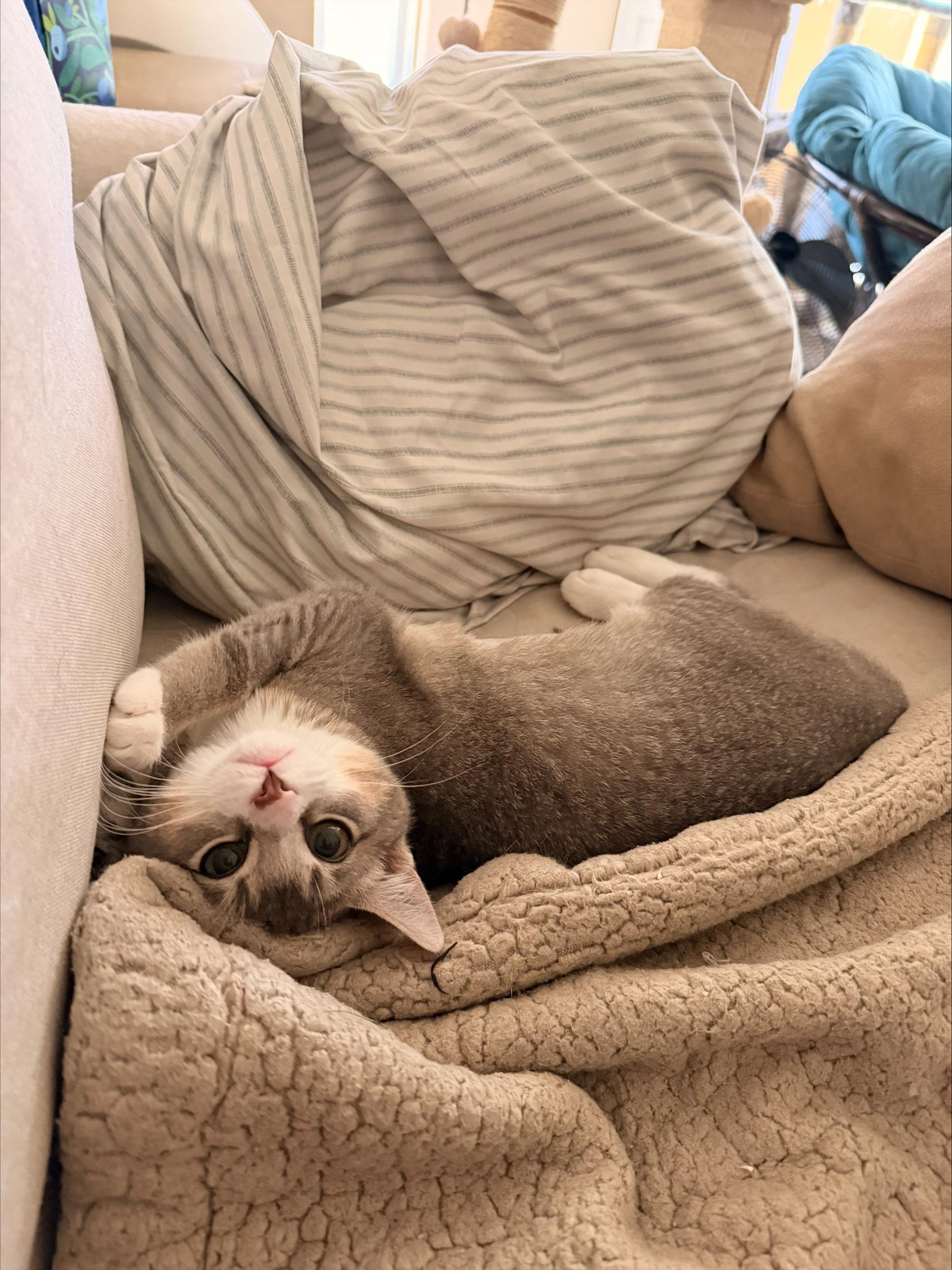 Enlarge Shishito, an adopted Domestic Short Hair in Davis, CA image 2/6