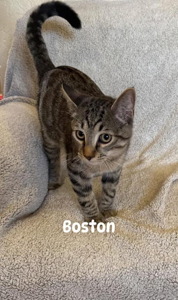 Boston, Adoptable, Young Male Domestic Short Hair.