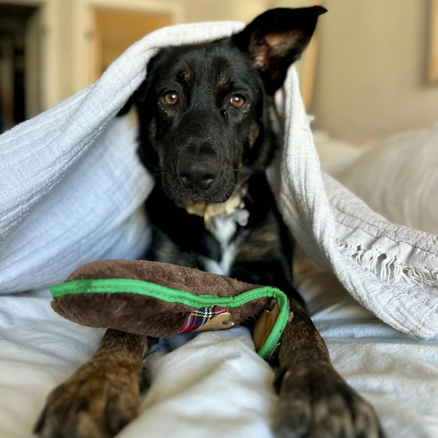 Enlarge Leia, a ADOPTABLE mixed breed in Almonte, ON image 1/6