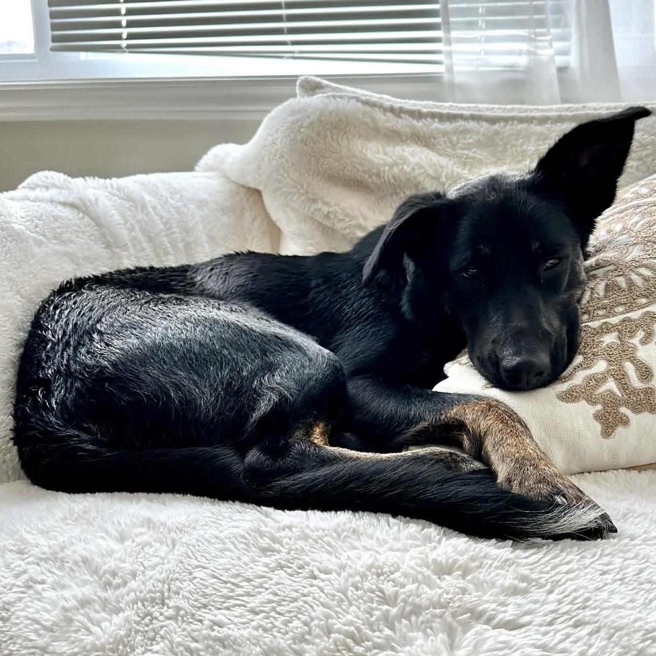 Enlarge Leia, a ADOPTABLE mixed breed in Almonte, ON image 5/6