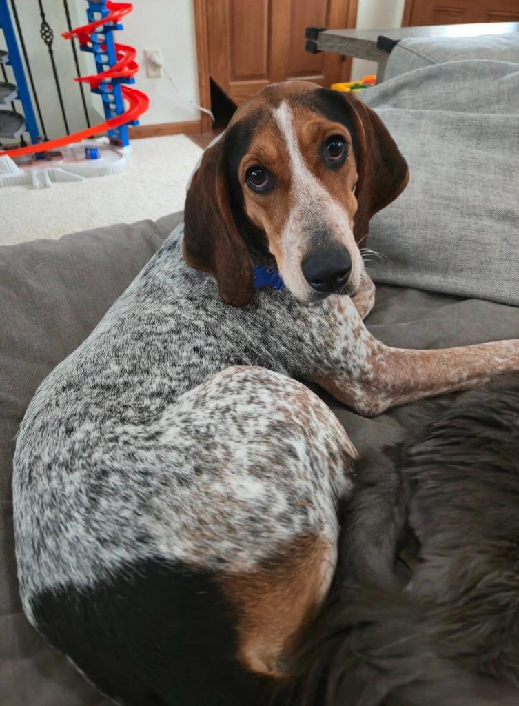 Brandy, Adoptable, Adult Female Mixed Breed.