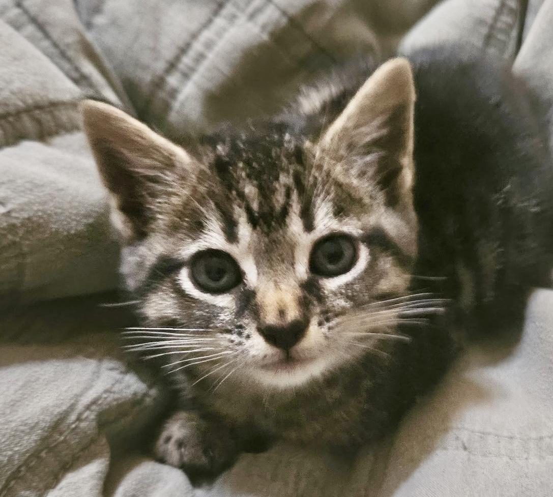 Professor Sybil Trelawney