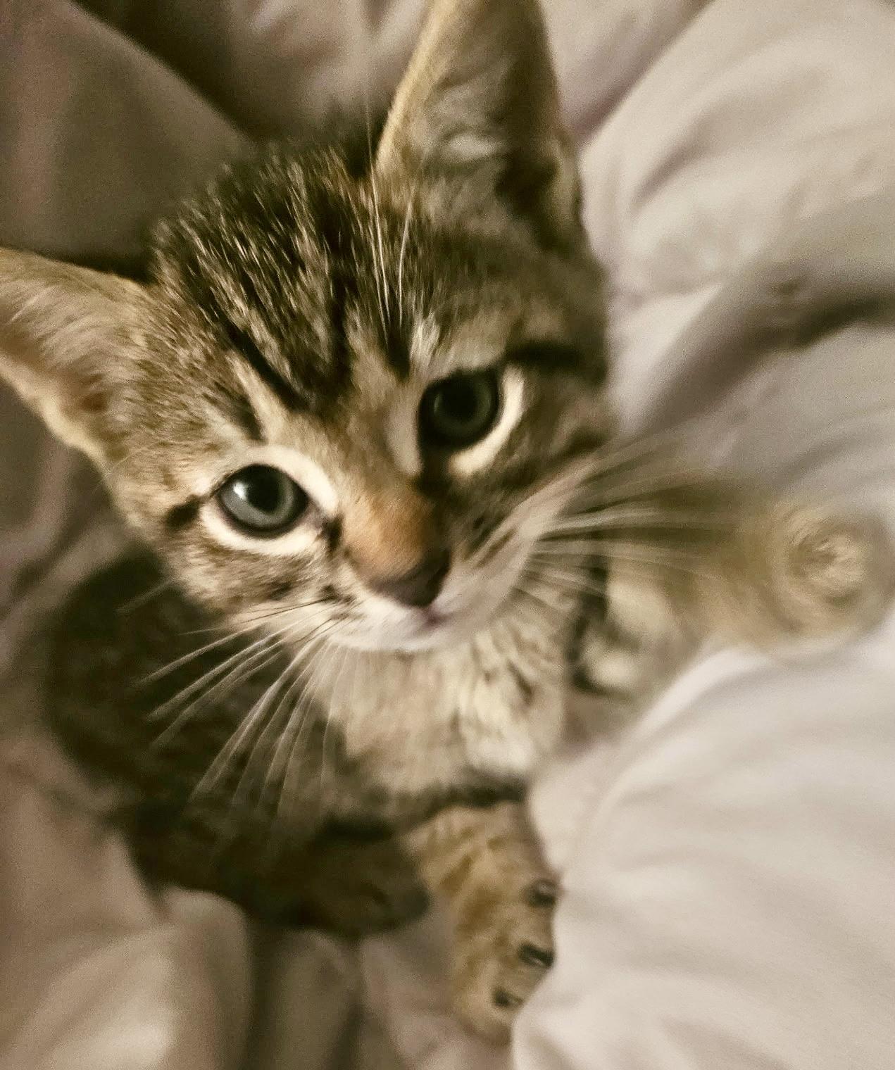 Professor Sybil Trelawney