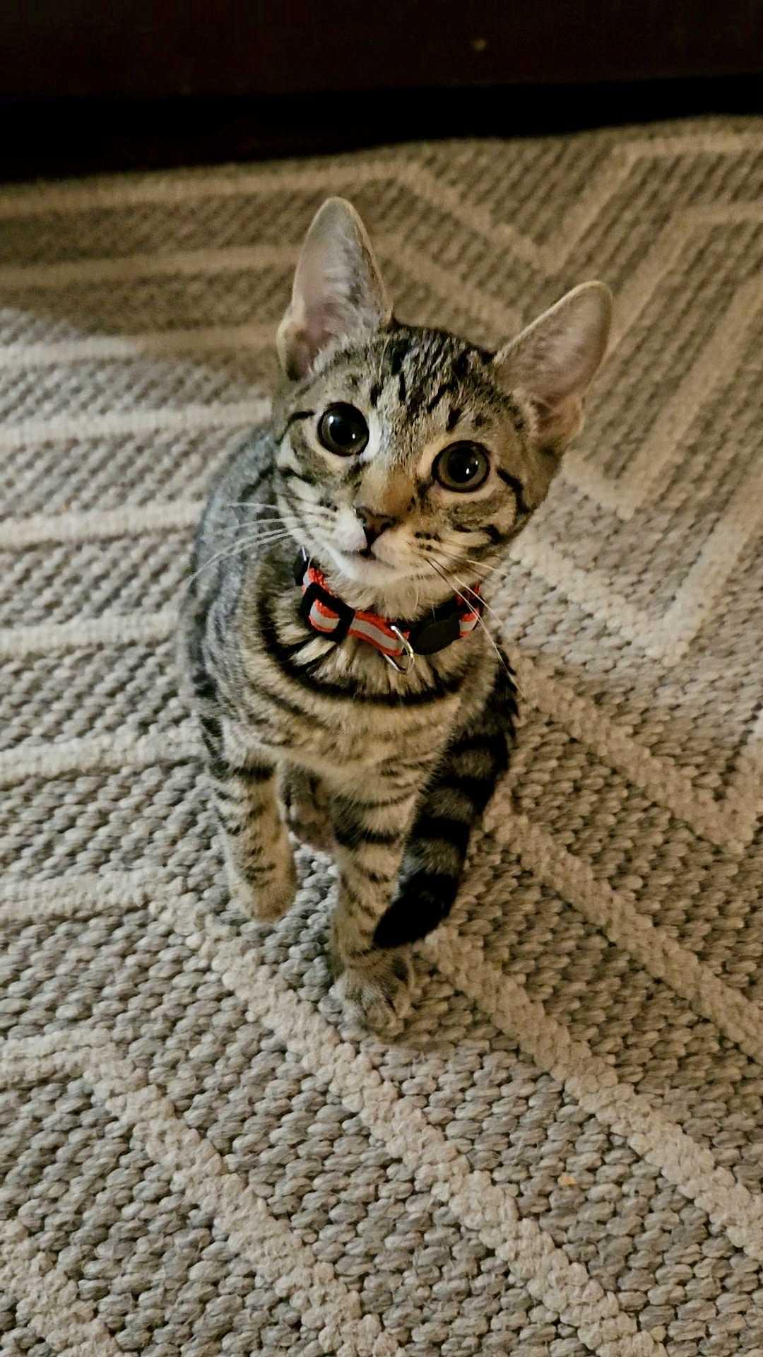 Professor Sybil Trelawney