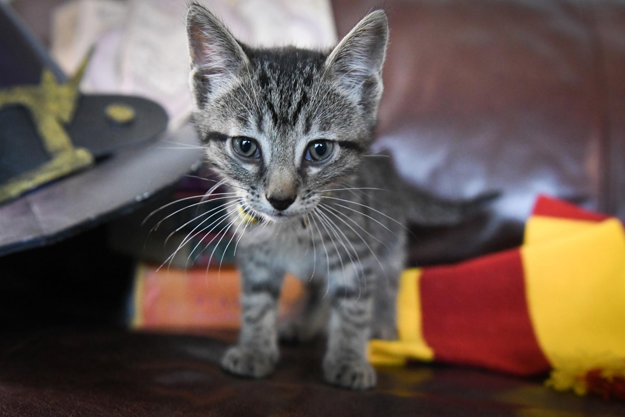 Professor Sybil Trelawney