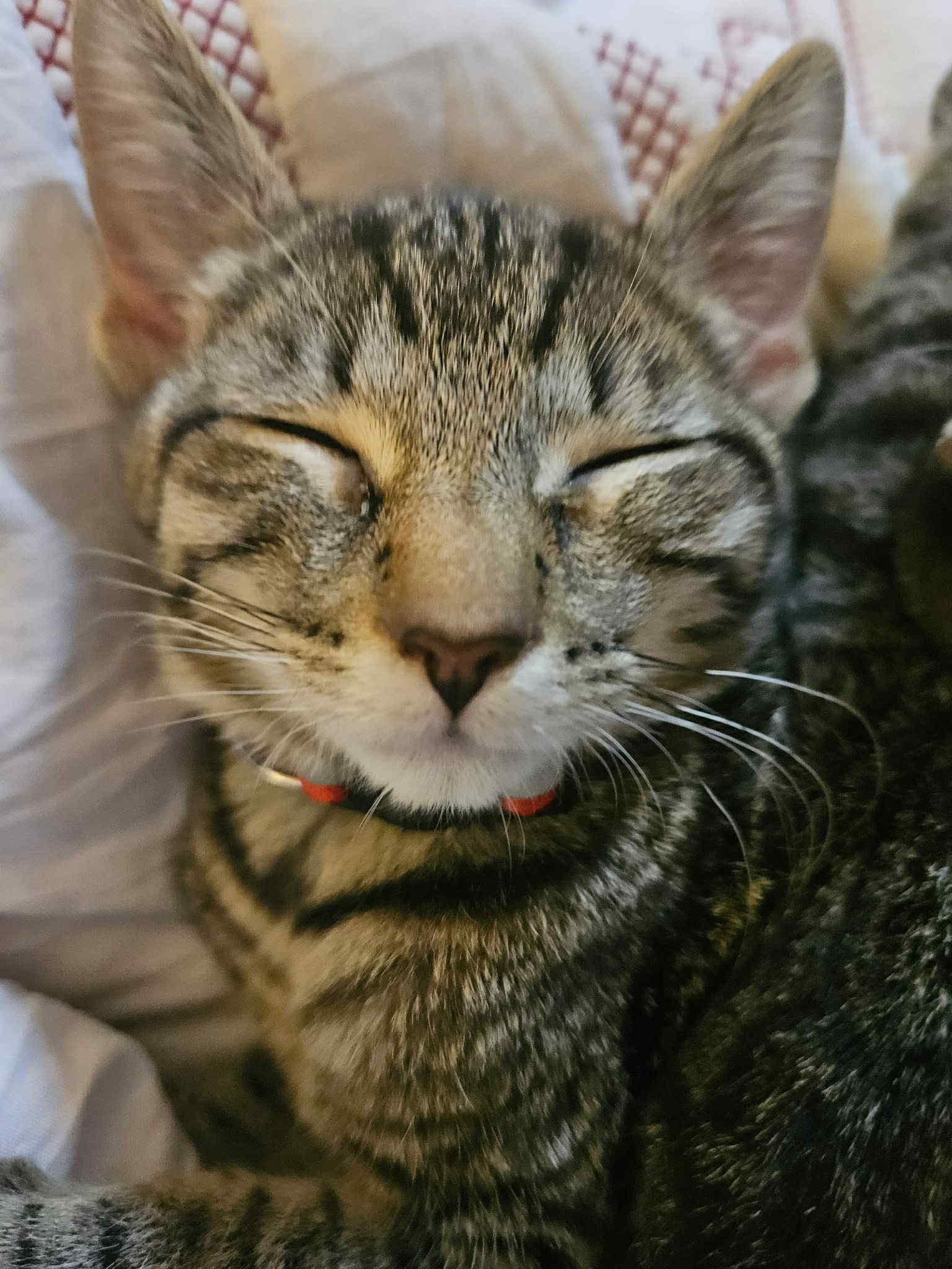 Professor Sybil Trelawney