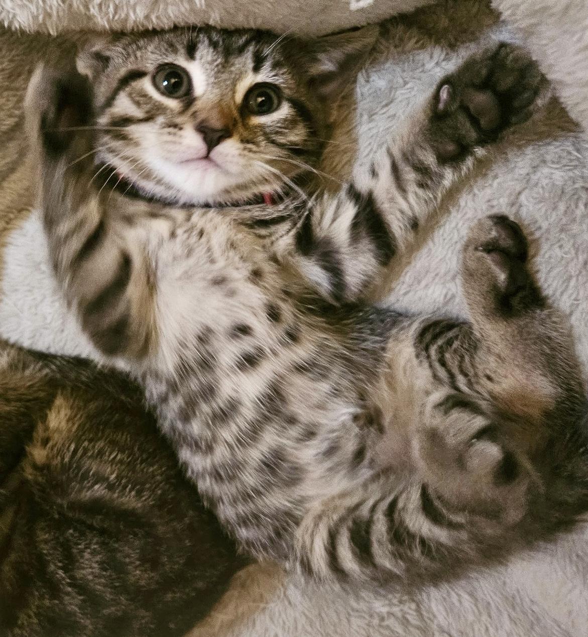 Professor Sybil Trelawney