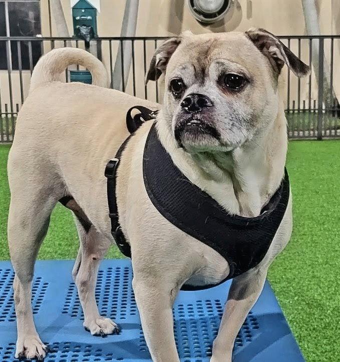 Enlarge Romeo, a Adopted mixed breed in Oakland Park, FL image 1/1