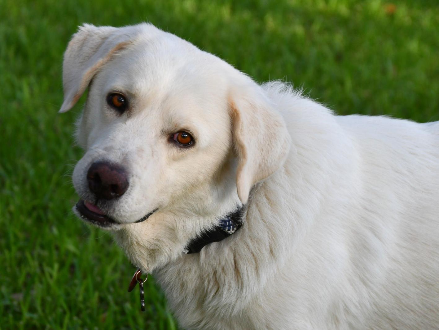 Enlarge Boyfriend, a Adopted Great Pyrenees in San Antonio, TX image 3/4