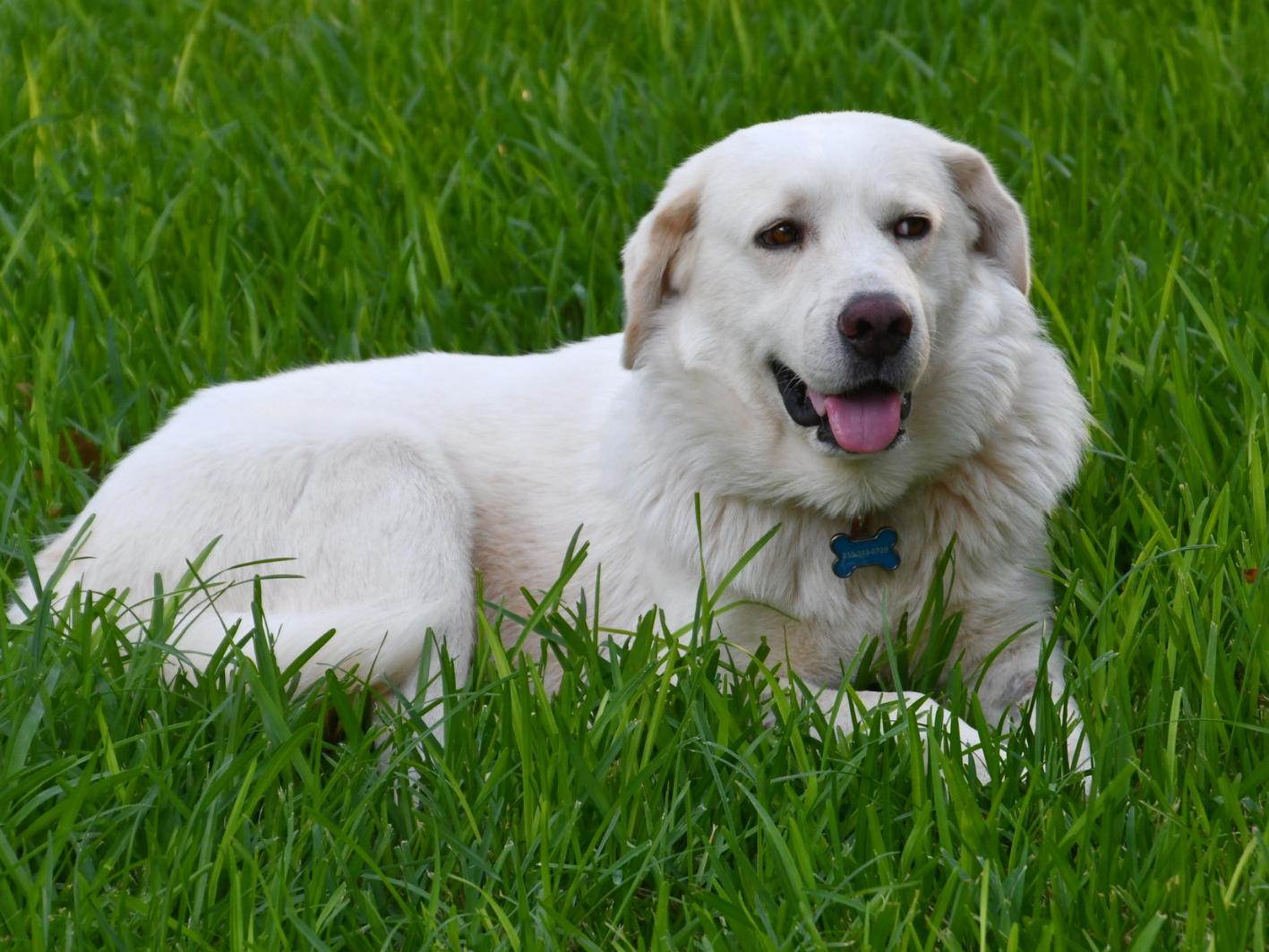 Enlarge Boyfriend, a Adopted Great Pyrenees in San Antonio, TX image 1/4