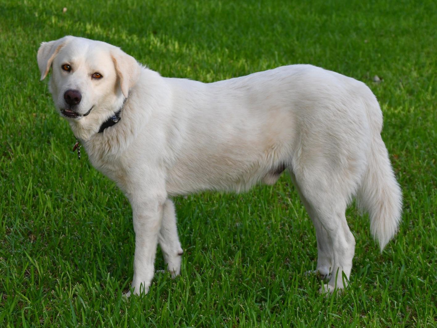 Enlarge Boyfriend, a Adopted Great Pyrenees in San Antonio, TX image 2/4