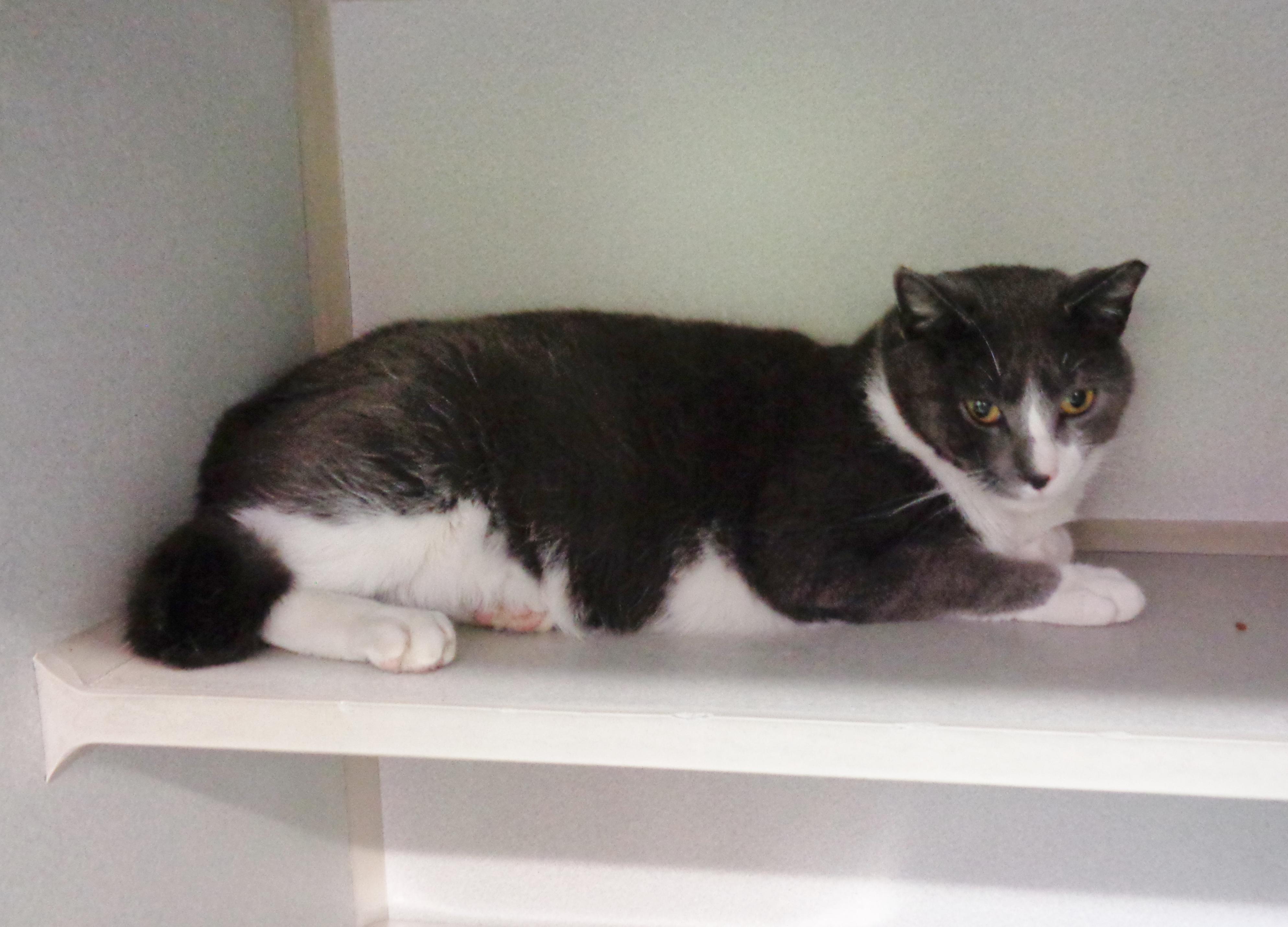 Enlarge HELIX, a Adoptable Domestic Short Hair in Delhi, NY image 6/6