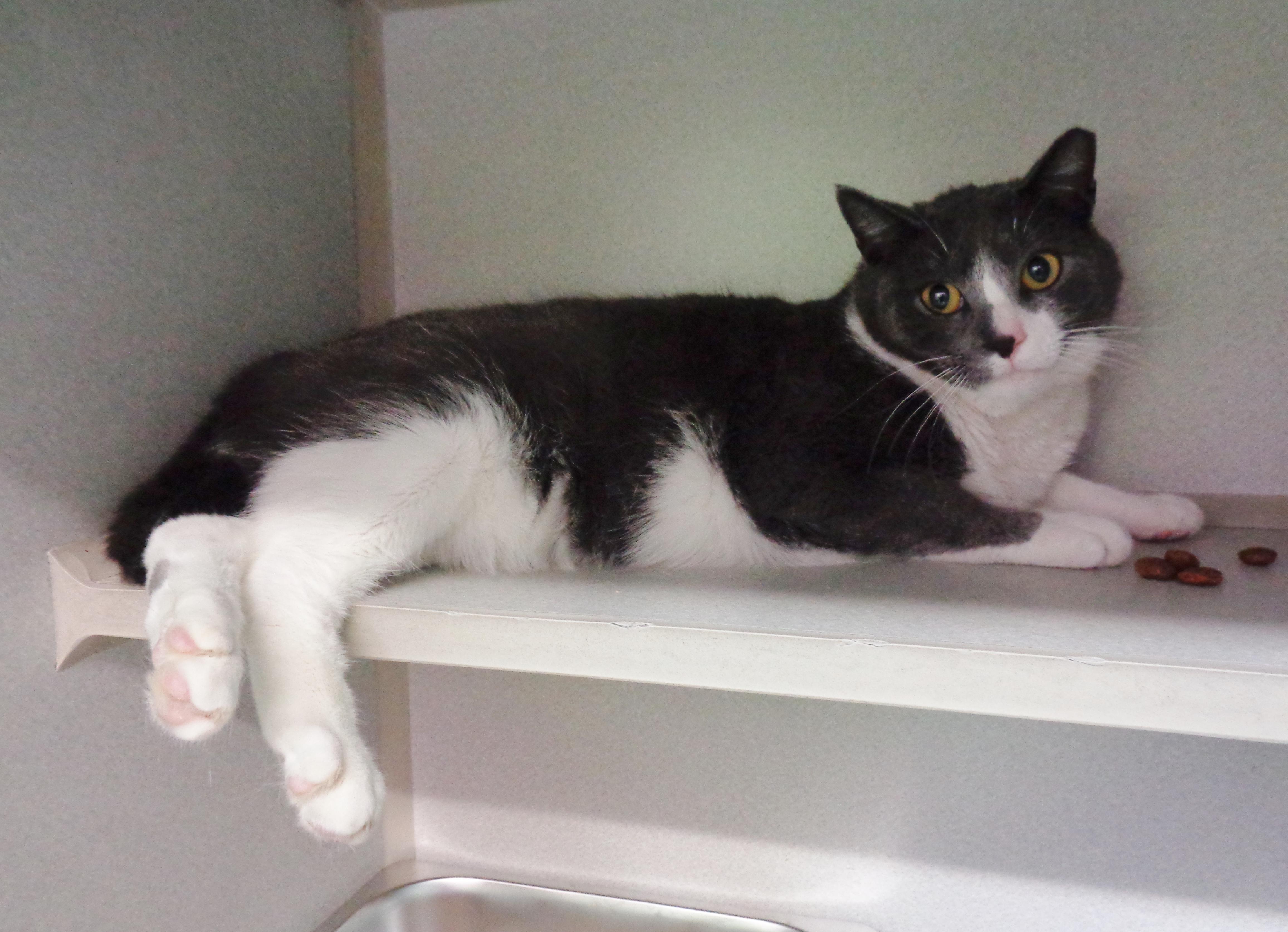 Enlarge HELIX, a Adoptable Domestic Short Hair in Delhi, NY image 3/6