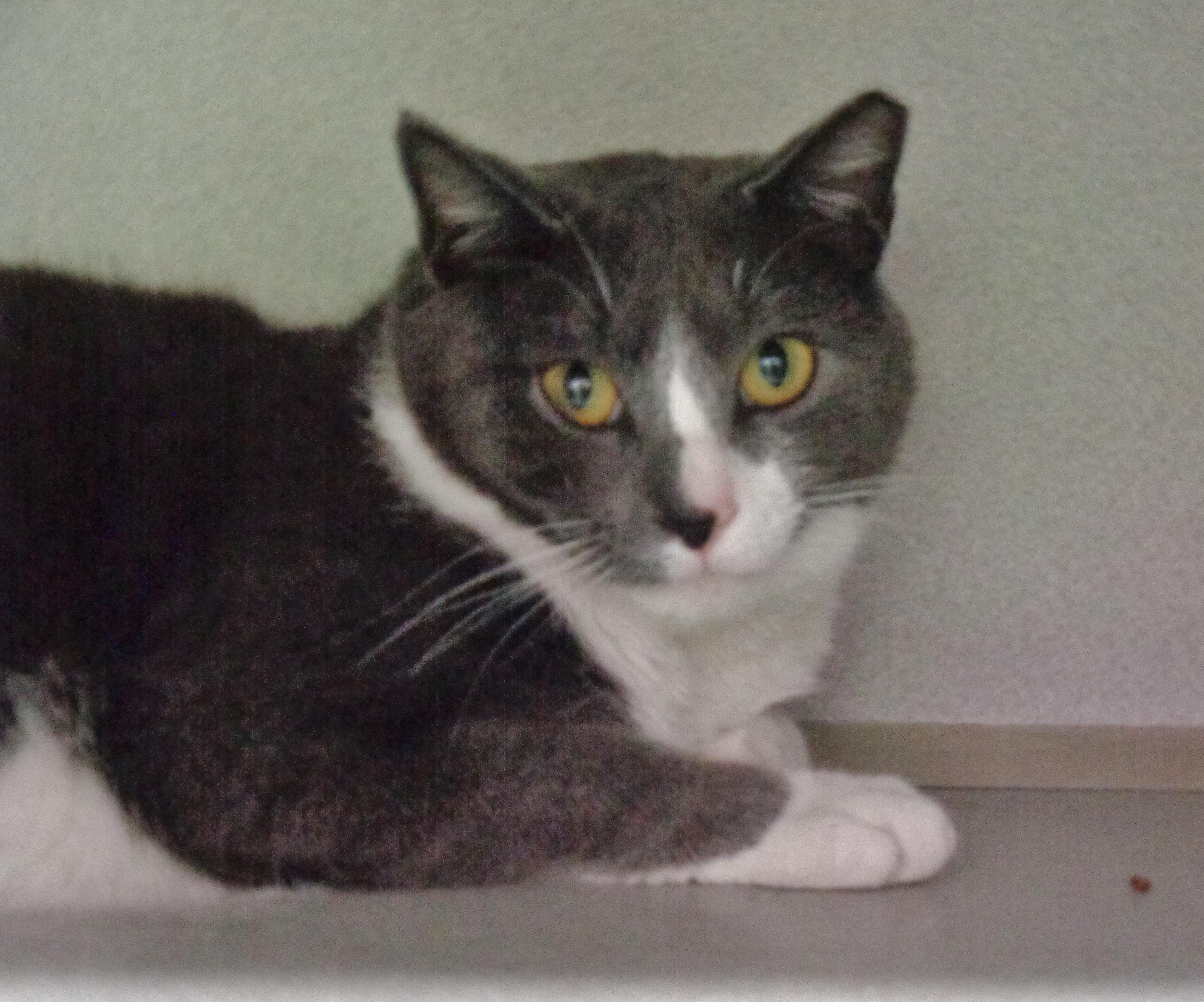 Enlarge HELIX, a Adoptable Domestic Short Hair in Delhi, NY image 5/6