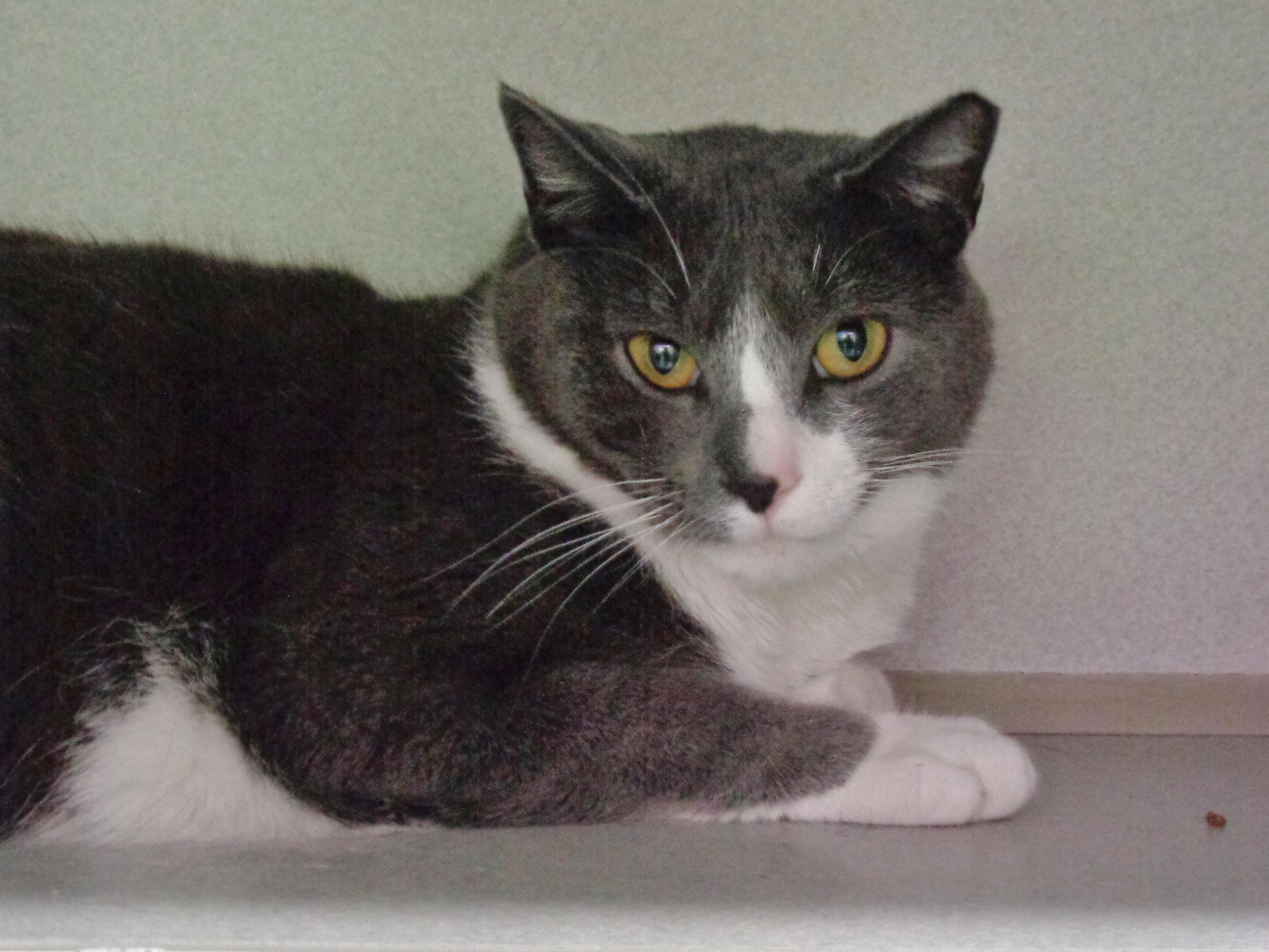 Enlarge HELIX, a Adoptable Domestic Short Hair in Delhi, NY image 2/6