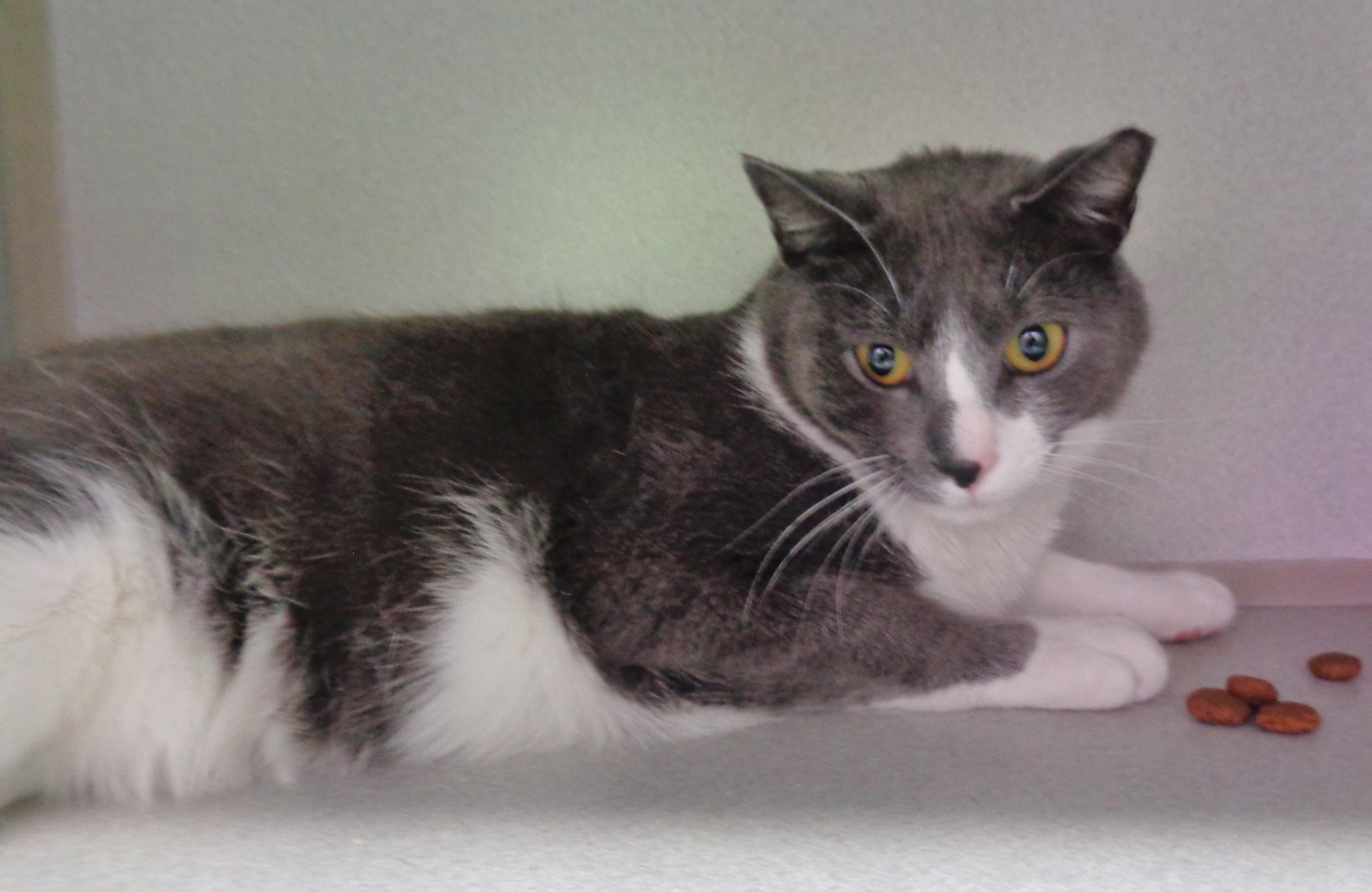 Enlarge HELIX, a Adoptable Domestic Short Hair in Delhi, NY image 4/6