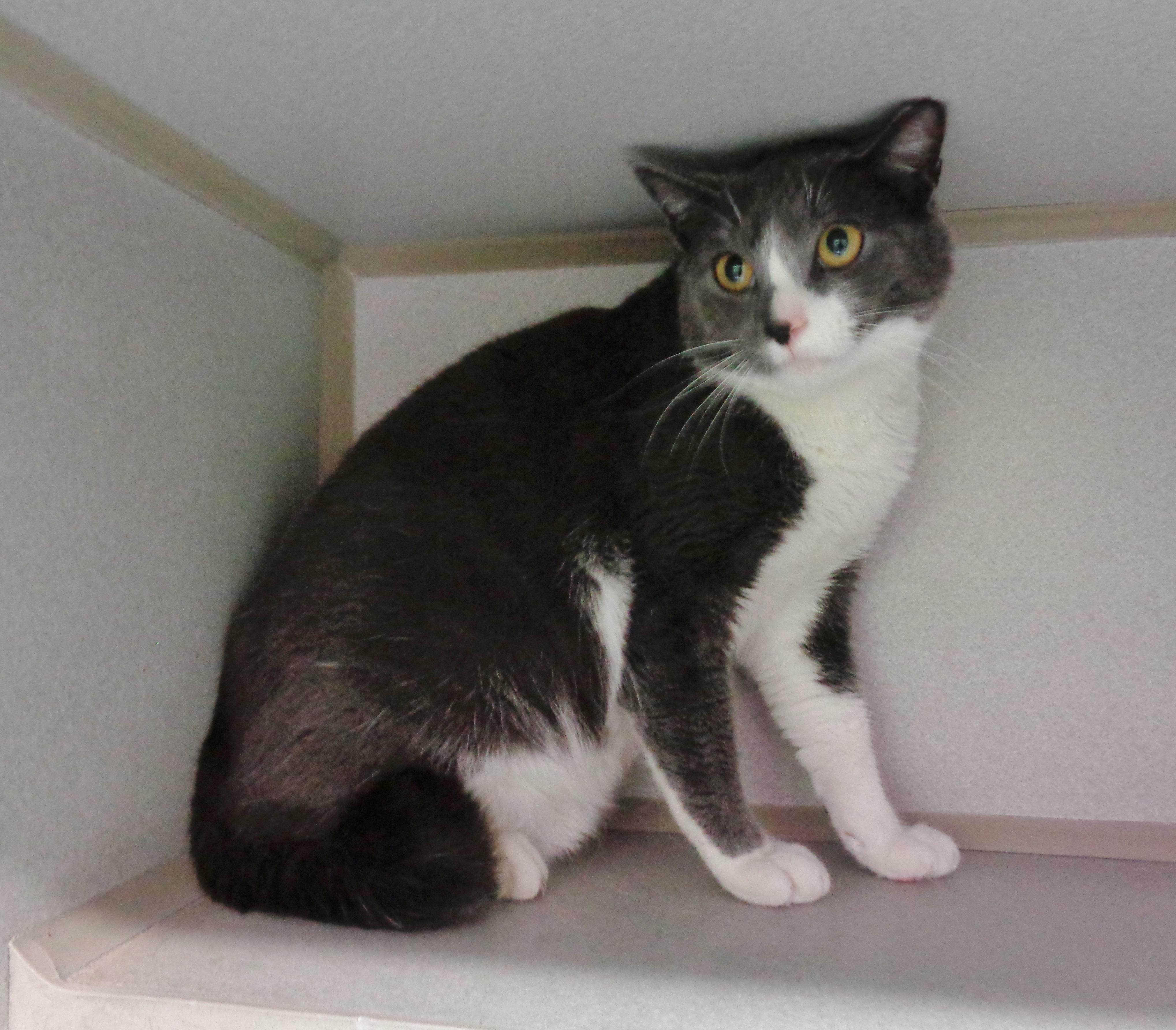 HELIX, Adoptable, Adult Male Domestic Short Hair.