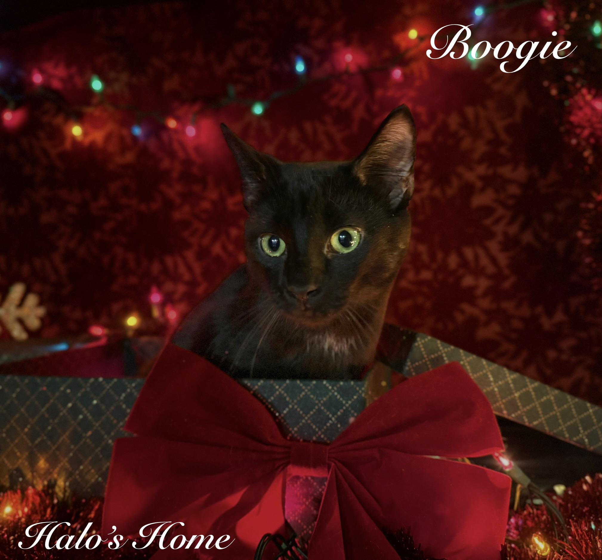 Boogie, ADOPTABLE, Young Male Domestic Short Hair.