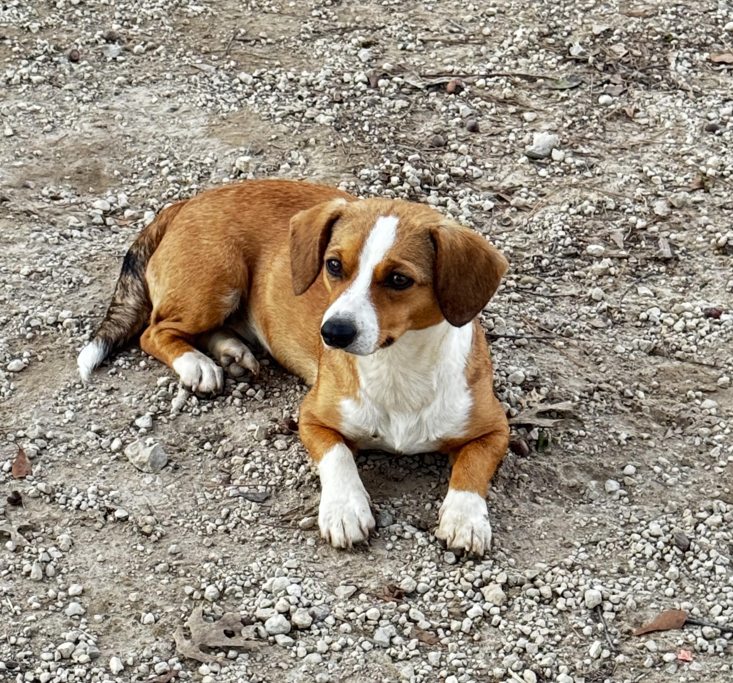 Enlarge Frankie, an adopted mixed breed in Sutton, MA image 5/6
