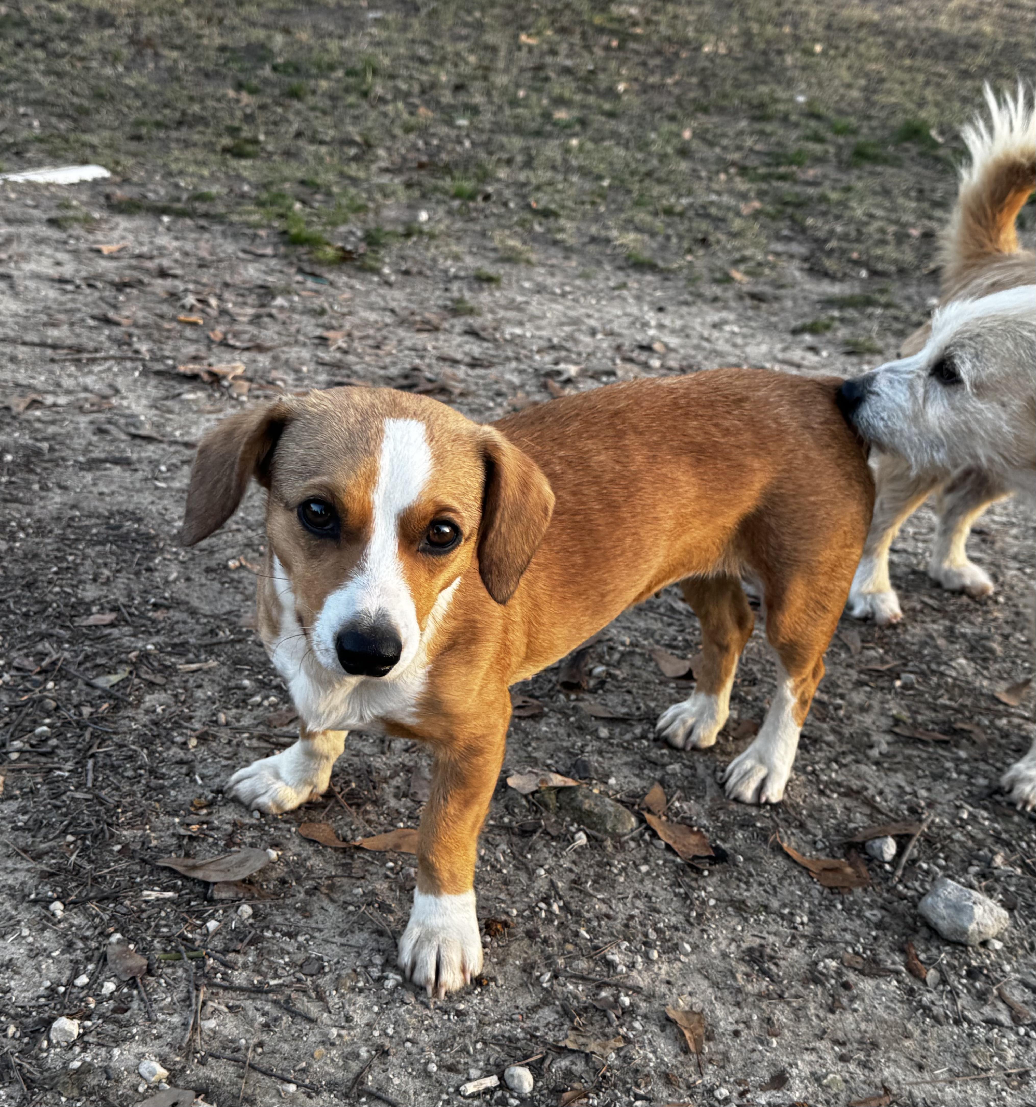 Enlarge Frankie, an adopted mixed breed in Sutton, MA image 6/6