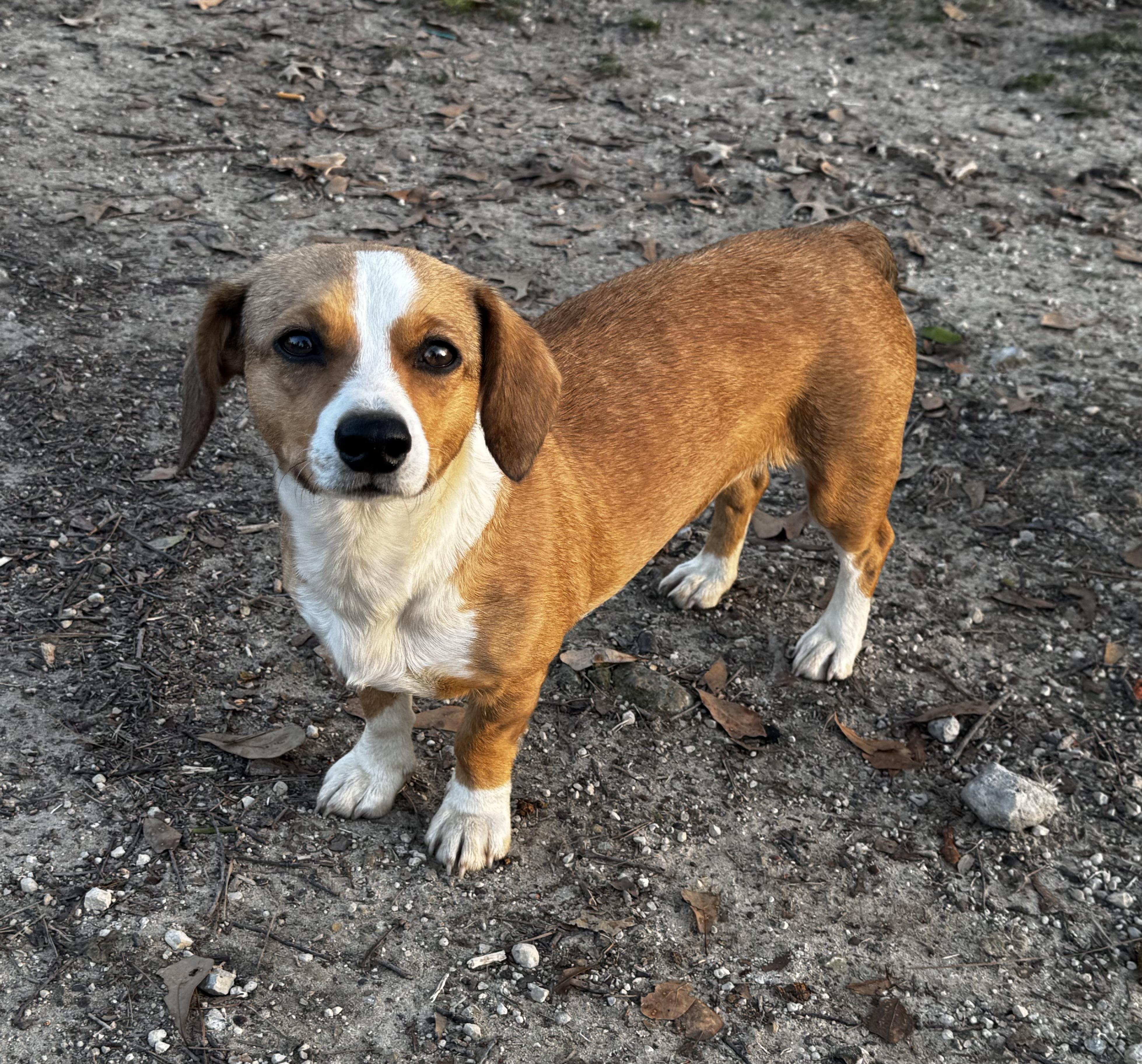 Frankie, adopted, Young Female Chihuahua.