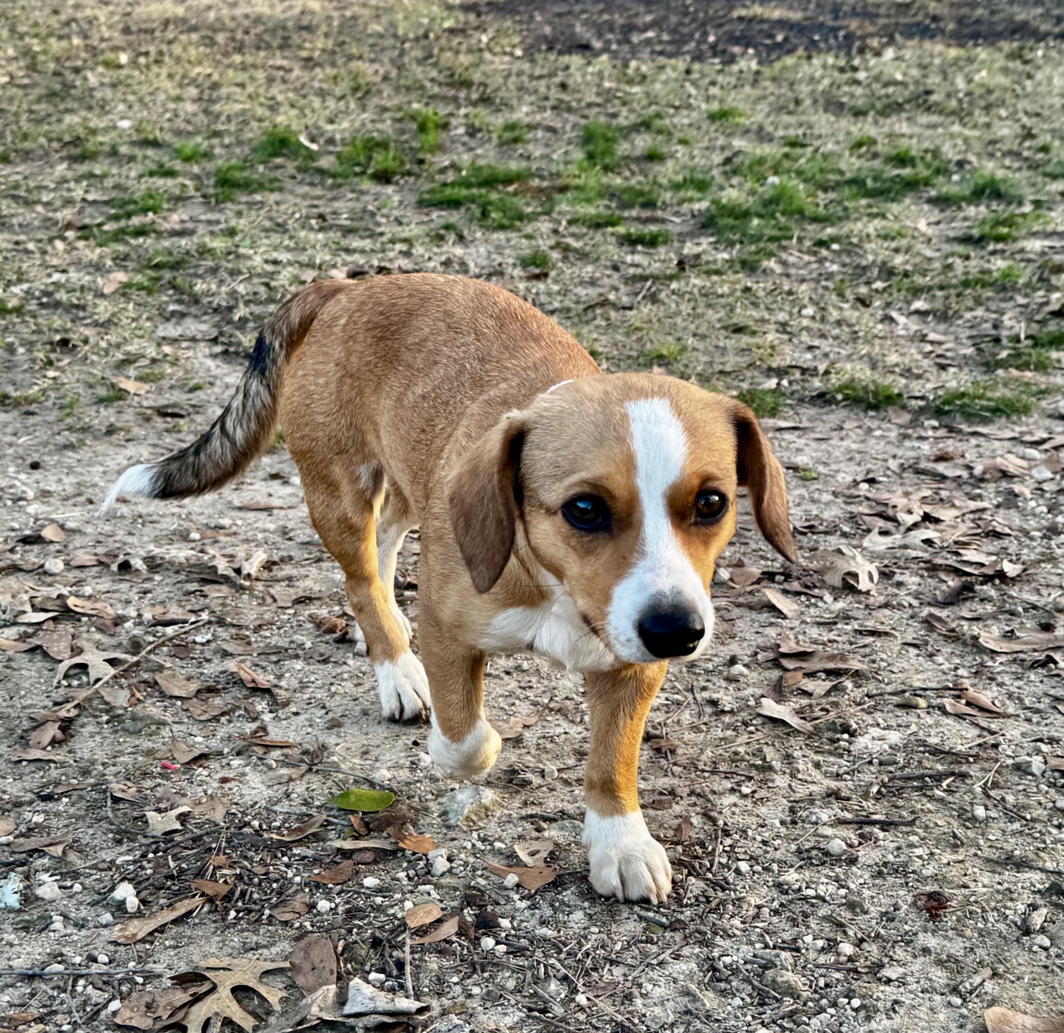 Enlarge Frankie, an adopted mixed breed in Sutton, MA image 3/6