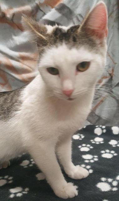 Fresca, Adopted, Young Female Domestic Short Hair & Domestic Short Hair.