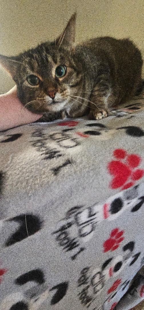 MAGGIE, Adopted, Young Female Domestic Short Hair.