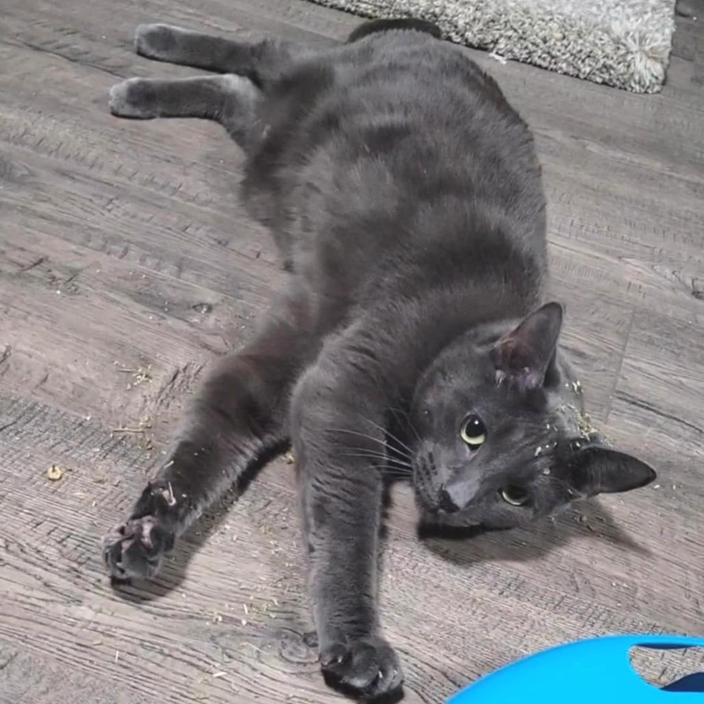 Odette, Adoptable, Adult Female Domestic Short Hair.