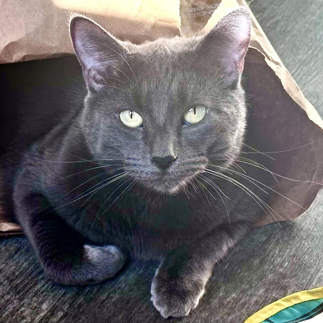 Odette, a Adoptable Domestic Short Hair in Washougal, WA image 2/5