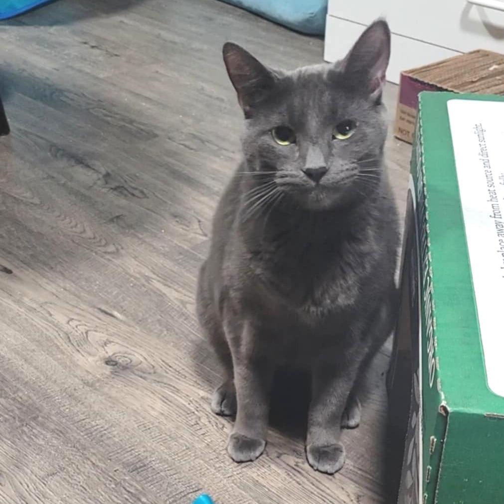 Enlarge Odette, a Adoptable Domestic Short Hair in Washougal, WA image 2/5