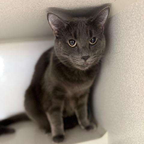 Enlarge Odette, a Adoptable Domestic Short Hair in Washougal, WA image 3/5