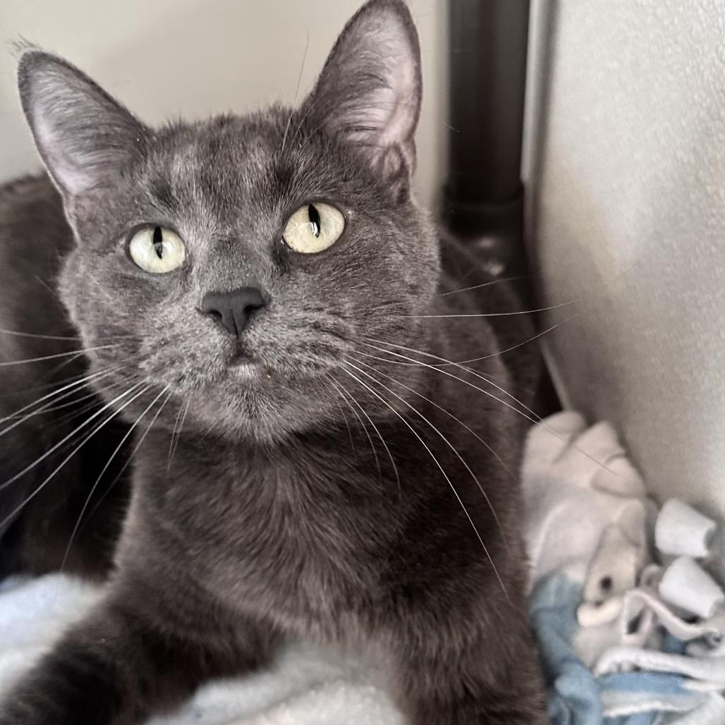 Enlarge Odette, a Adoptable Domestic Short Hair in Washougal, WA image 2/5