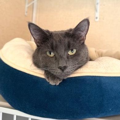 Odette, a Adoptable Domestic Short Hair in Washougal, WA image 3/5