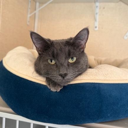 Odette, a Adoptable Domestic Short Hair in Washougal, WA image 3/5