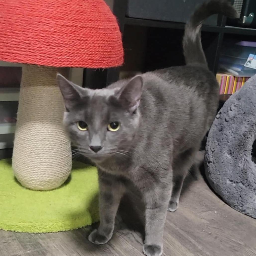 Enlarge Odette, a Adoptable Domestic Short Hair in Washougal, WA image 4/5