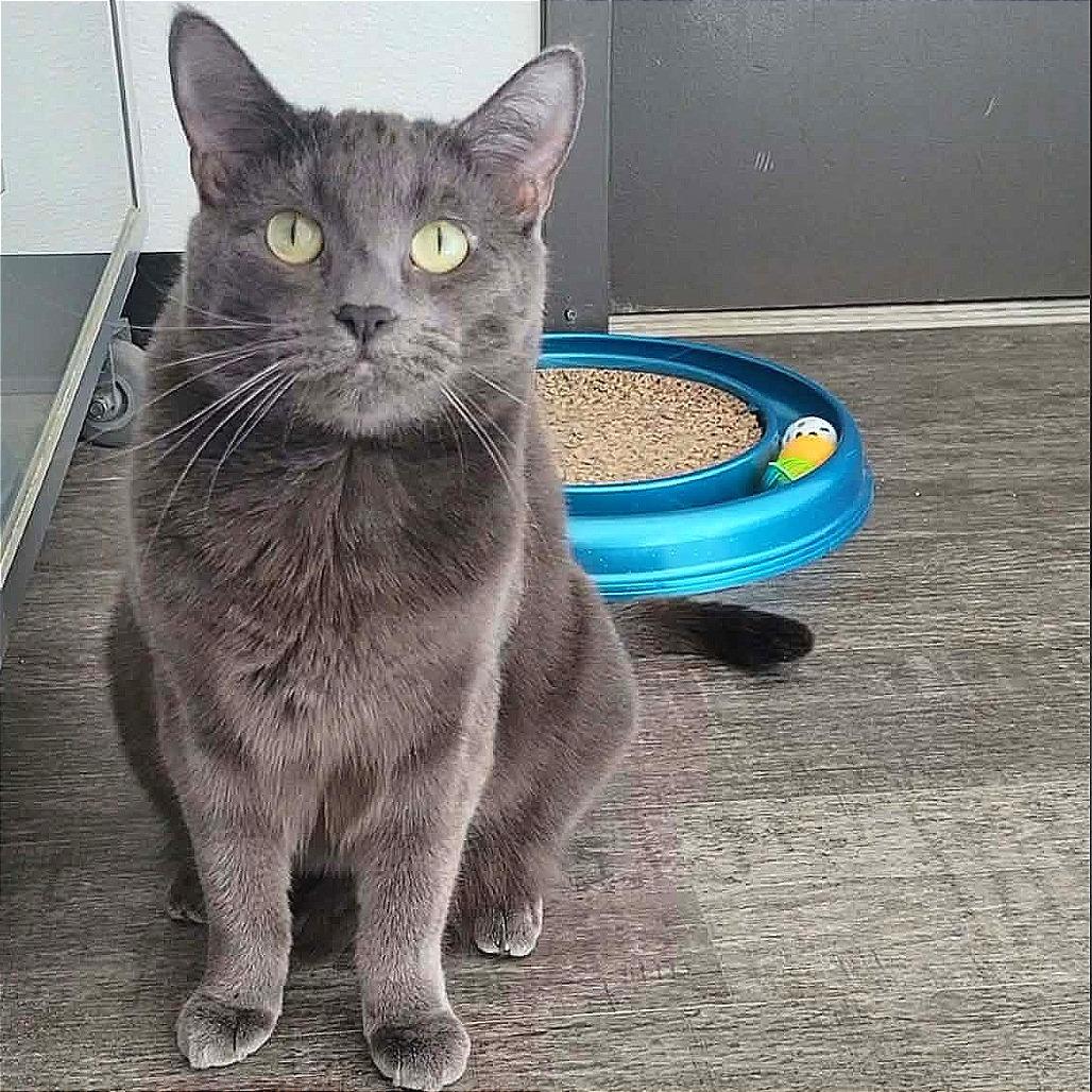 Enlarge Odette, a Adoptable Domestic Short Hair in Washougal, WA image 4/5