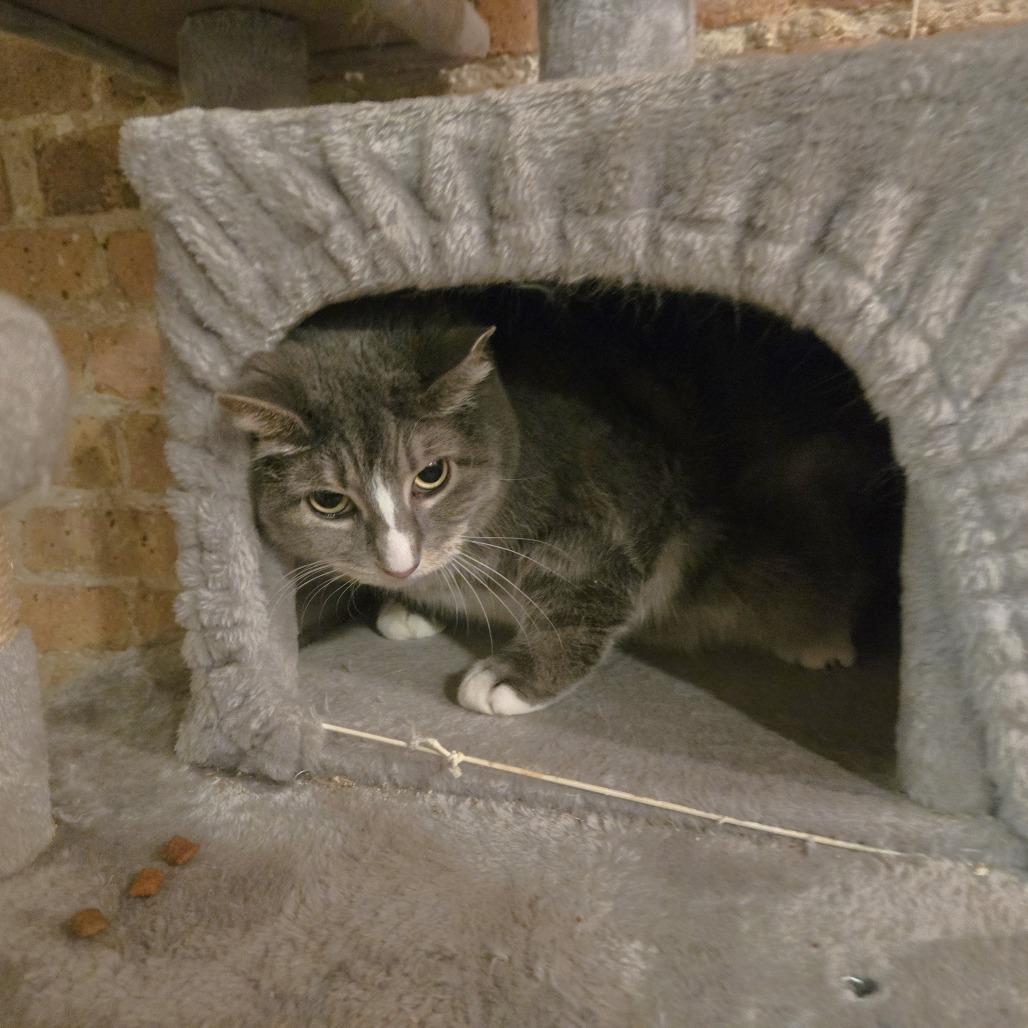 Enlarge Jellianne Toe Beans, a Adoptable Domestic Short Hair in Chicago, IL image 2/4